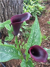 2c1e27fb-20170628 Ri kale.jpg